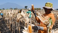 Harga jagung di tingkat petani di wilayah itu Rp5.900 per kilogram, lebih tinggi dibanding musim panen tahun lalu Rp4.000 per kilogram, yang menurut petani disebabkan meningkatnya kebutuhan pakan ternak ayam.  