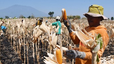 Harga Jagung Melonjak, Petani Girang!