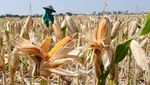 Harga Jagung Melonjak, Petani Girang!