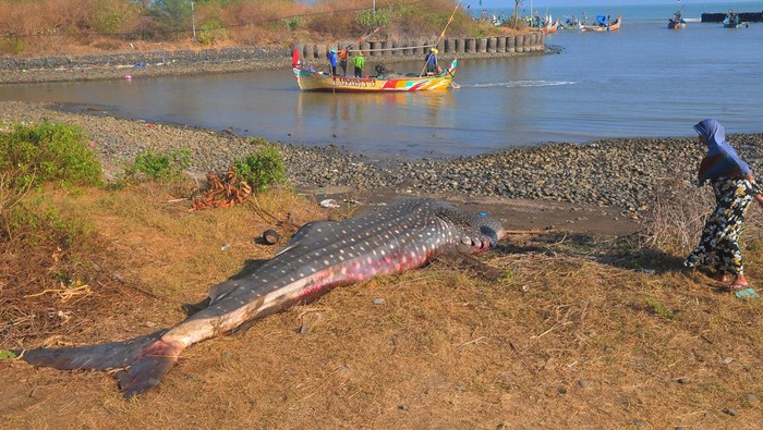 Warga melihat ikan hiu tutul (Rhincodon typus) yang terjaring nelayan saat melaut di Pantai Bringin, Bumiharjo, Keling, Jepara, Jawa Tengah, Kamis (5/10/2023). Hiu tutul yang terjaring nelayan pada Rabu (4/10) dengan panjang sekitar 6 meter tersebut mati karena kesulitan saat evakuasi akibat kondisi air laut sedang surut. ANTARA FOTO/Yusuf Nugroho/tom.