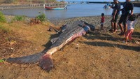 Ikan tersebut mati karena kesulitan saat evakuasi akibat kondisi air laut sedang surut. 