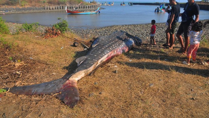 Hiu tutul terjaring nelayan di Jepara Warga melihat ikan hiu tutul (Rhincodon typus) yang terjaring nelayan saat melaut di Pantai Bringin, Bumiharjo, Keling, Jepara, Jawa Tengah, Kamis (5/10/2023). Hiu tutul yang terjaring nelayan pada Rabu (4/10) dengan panjang sekitar 6 meter tersebut mati karena kesulitan saat evakuasi akibat kondisi air laut sedang surut. ANTARA FOTO/Yusuf Nugroho/tom.