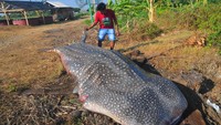 Warga melihat ikan hiu tutul (Rhincodon typus) yang terjaring nelayan saat melaut di Pantai Bringin, Bumiharjo, Keling, Jepara, Jawa Tengah, Kamis (5/10/2023). 