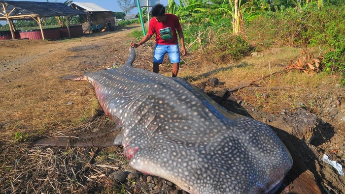 Warga melihat ikan hiu tutul (Rhincodon typus) yang terjaring nelayan saat melaut di Pantai Bringin, Bumiharjo, Keling, Jepara, Jawa Tengah, Kamis (5/10/2023). Hiu tutul yang terjaring nelayan pada Rabu (4/10) dengan panjang sekitar 6 meter tersebut mati karena kesulitan saat evakuasi akibat kondisi air laut sedang surut. ANTARA FOTO/Yusuf Nugroho/tom.