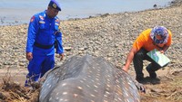 Hiu tutul dengan panjang sekitar 6 meter itu merupakan spesies yang dilindungi, mati karena kesulitan saat evakuasi dan segera dikubur agar tidak muncul parasit atau penyakit yang mebahayakan warga.