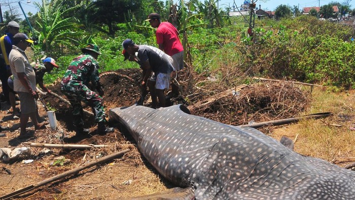 Anggota Korpolairud mengukur lebar badan ikan hiu tutul (Rhincodon typus) yang terjaring nelayan di Pantai Bringin, Bumiharjo, Keling, Jepara, Jawa Tengah, Kamis (5/10/2023). Hiu tutul dengan panjang sekitar 6 meter itu merupakan spesies yang dilindungi, mati karena kesulitan saat evakuasi dan segera dikubur agar tidak muncul parasit atau penyakit yang mebahayakan warga. ANTARA FOTO/Yusuf Nugroho/Spt.