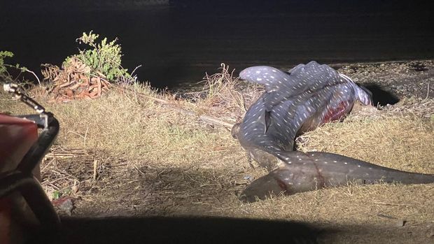 Ikan hiu paus terdampar usai terjerat jaring nelayan di Pantai Kecamatan Keling, Jepara, Kamis (5/10/2023).