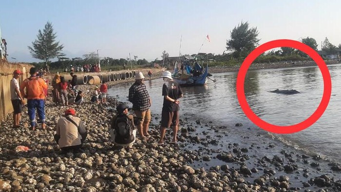 Ikan hiu paus terdampar usai terjerat jaring nelayan di Pantai Kecamatan Keling, Jepara, Kamis (5/10/2023).