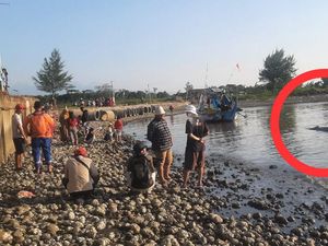 Ikan Hiu Paus 6 Meter Tersangkut Jaring Nelayan di Pantai Bringin Jepara