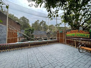 Gemes! Bayi Tapir Brazil Lahir di Batu Secret Zoo