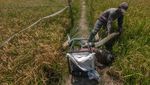Kemarau, Petani Terpaksa Sedot Air untuk Mengairi Sawahnya