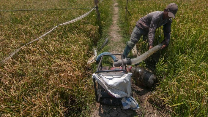 Petani menyiapkan mesin pompa air untuk pengairan lahan pertanian padi di Donohudan, Ngemplak, Boyolali, Jawa Tengah, Kamis (5/10/2023). Menurut Petani beban biaya untuk mengairi lahan pertanian padi pada musim kemarau meningkat, biasanya tidak mengeluarkan biaya karena saluran irigasi masih tercukupi tetapi saat ini  harus mengeluarkan sedikitnya Rp2 juta untuk biaya bahan bakar mesin pompa air. ANTARA FOTO/Aloysius Jarot Nugroho/Spt.