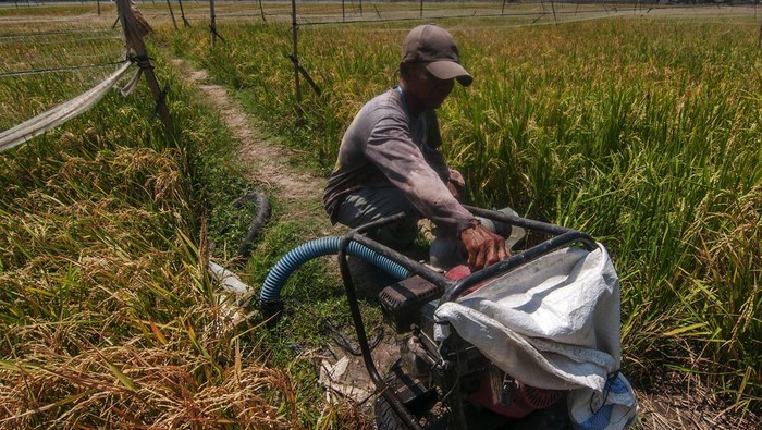 Petani menyiapkan mesin pompa air untuk pengairan lahan pertanian padi di Donohudan, Ngemplak, Boyolali, Jawa Tengah, Kamis (5/10/2023). Menurut Petani beban biaya untuk mengairi lahan pertanian padi pada musim kemarau meningkat, biasanya tidak mengeluarkan biaya karena saluran irigasi masih tercukupi tetapi saat ini  harus mengeluarkan sedikitnya Rp2 juta untuk biaya bahan bakar mesin pompa air. ANTARA FOTO/Aloysius Jarot Nugroho/Spt.