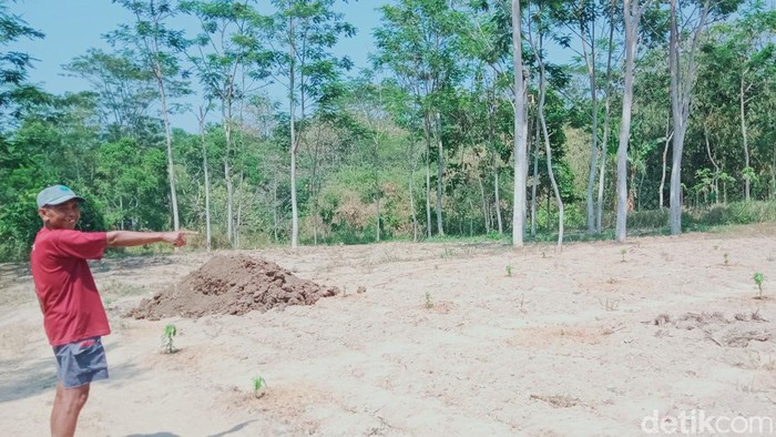 Lahan tanaman pepaya di Desa Kayumas, Kecamatan Jatinom yang diserang monyet. Foto diambil Kamis (5/10/2023).