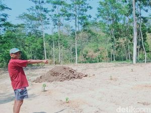 Warga Borobudur Magelang Keluhkan Serangan Monyet, Bikin Gagal Panen