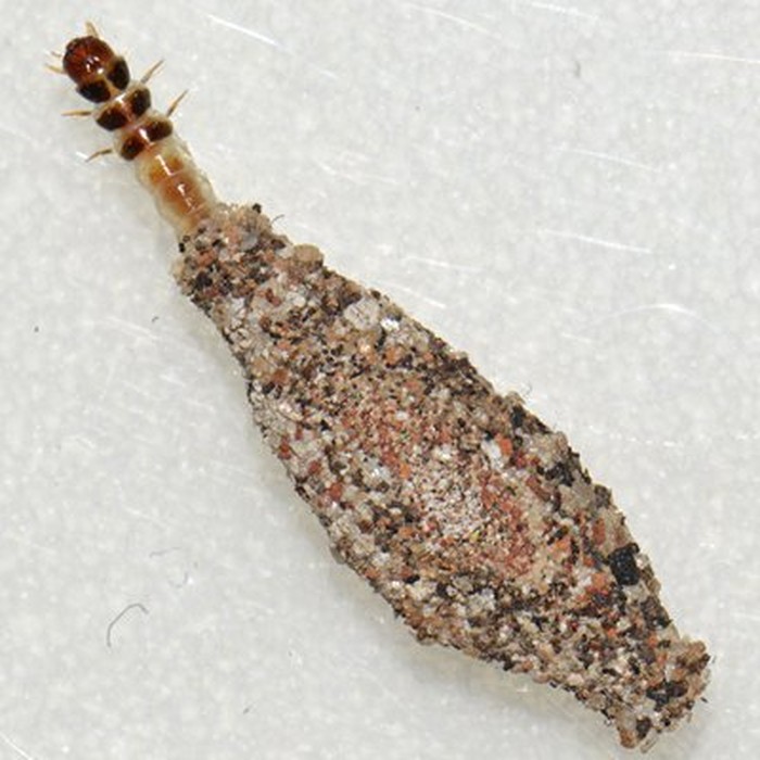 Phereoeca uterella/kamitetep