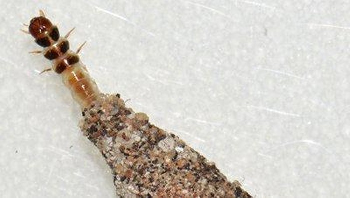 Phereoeca uterella/kamitetep