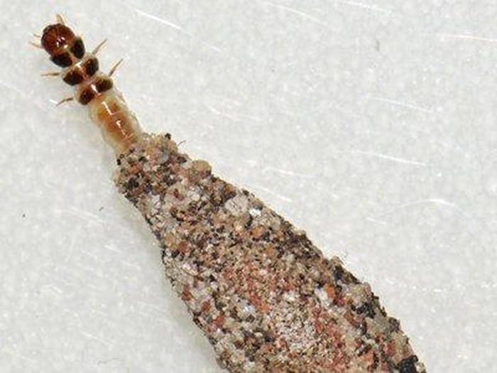 Phereoeca uterella/kamitetep