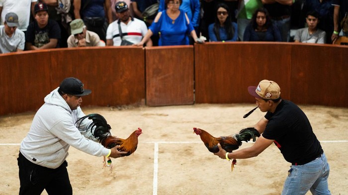 Polemik Sabung Ayam di Meksiko, Dianggap Tradisi Leluhur Cockfighters prepare their animals at a cockfighting ring, in La Libertad, on the outskirts of Mexico City, Mexico October 1, 2023. REUTERS/Bernat Parera