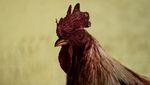 Polemik Sabung Ayam di Meksiko, Dianggap Tradisi Leluhur