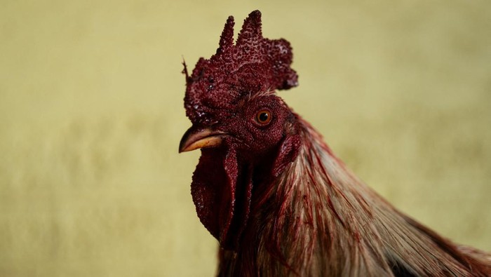 Cockfighters prepare their animals at a cockfighting ring, in La Libertad, on the outskirts of Mexico City, Mexico October 1, 2023. REUTERS/Bernat Parera