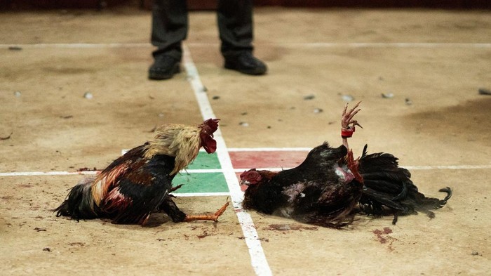 Cockfighters prepare their animals at a cockfighting ring, in La Libertad, on the outskirts of Mexico City, Mexico October 1, 2023. REUTERS/Bernat Parera