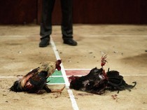 Polisi Judi Sabung Ayam di Sulsel Ternyata Kapolsek Kahu Bone, Resmi Dicopot