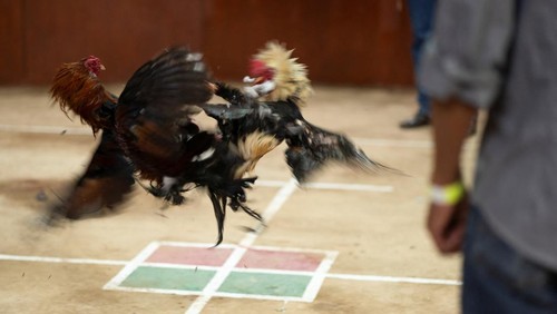 Cockfighters prepare their animals at a cockfighting ring, in La Libertad, on the outskirts of Mexico City, Mexico October 1, 2023. REUTERS/Bernat Parera