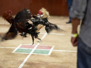 Mengenal Tajen di Bali: Antara Tradisi dan Perjudian