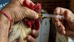Polemik Sabung Ayam di Meksiko, Dianggap Tradisi Leluhur