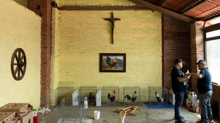 Polemik Sabung Ayam di Meksiko, Dianggap Tradisi Leluhur Cockfighters prepare their animals at a cockfighting ring, in La Libertad, on the outskirts of Mexico City, Mexico October 1, 2023. REUTERS/Bernat Parera