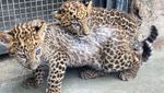Potret Gemas Dua Bayi Macan Tutul, Kelahiran Pertama di Peru