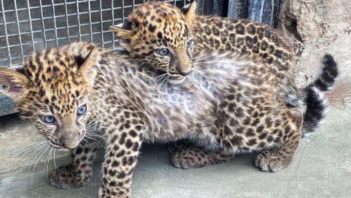 Three-month-old leopard cubs explore their enclosure at El Parque de las Leyendas Zoo, in Lima, Peru October 4, 2023. REUTERS/Alfredo Galarza