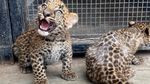 Potret Gemas Dua Bayi Macan Tutul, Kelahiran Pertama di Peru