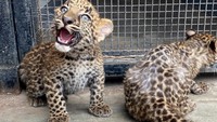 Ini adalah kelahiran macan tutul pertama di Peru.  