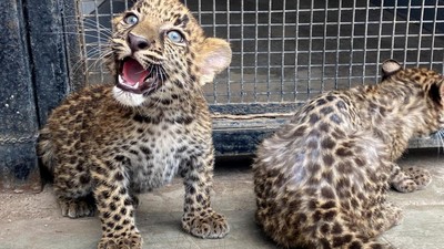 Potret Gemas Dua Bayi Macan Tutul, Kelahiran Pertama di Peru