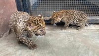 Anak macan tutul berusia tiga bulan menjelajahi kandangnya di Kebun Binatang El Parque de las Leyendas, di Lima, Peru, Rabu (4/10/2023). Anak macan tutul ini lahir dari dua ekor macan tutul dewasa yang disumbangkan oleh Kebun Binatang Leon di Meksiko.