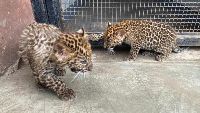 Potret Gemas Dua Bayi Macan Tutul, Kelahiran Pertama di Peru Three-month-old leopard cubs explore their enclosure at El Parque de las Leyendas Zoo, in Lima, Peru October 4, 2023. REUTERS/Alfredo Galarza
