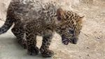 Potret Gemas Dua Bayi Macan Tutul, Kelahiran Pertama di Peru