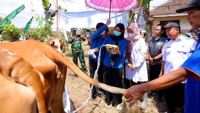 Program SMS Banyuwangi mampu lahirkan 30.000 Sapi per tahun