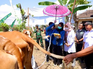 Program SMS Banyuwangi Mampu Lahirkan 30 Ribu Ekor Sapi Tiap Tahun