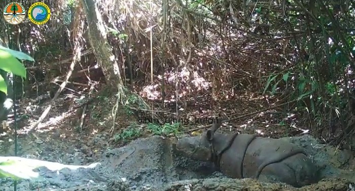 Seekor anak badak Jawa