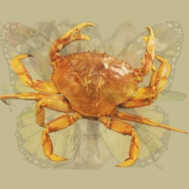 Tes Gambar Kepiting - Tes Gambar.