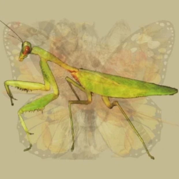 Tes Gambar Belalang - Tes Gambar.