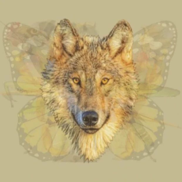 Tes Gambar Serigala - Tes Gambar.