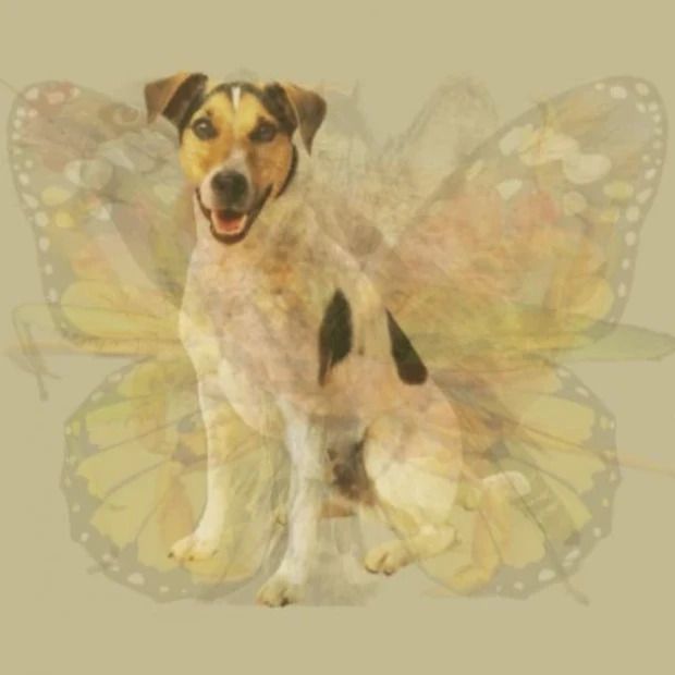 Tes Gambar Anjing - Tes Gambar.