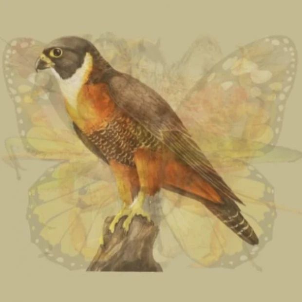 Tes Gambar Burung - Tes Gambar.