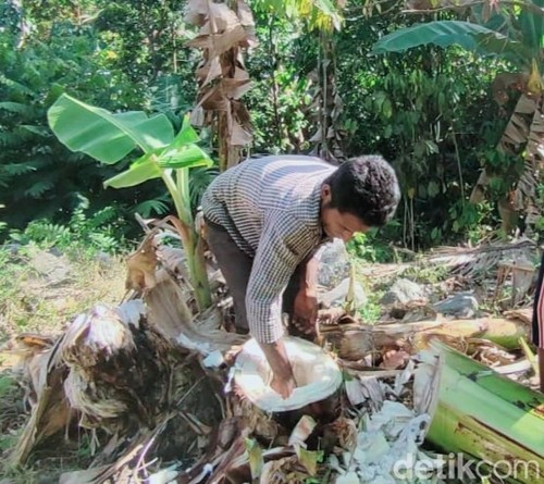 Viral warga Sikka mengambil air dari batang pisang karena bencana kekeringan di sana.