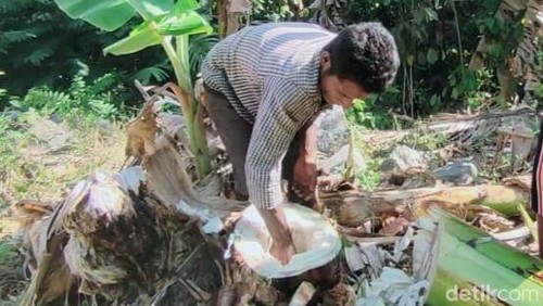 Viral warga Sikka mengambil air dari batang pisang karena bencana kekeringan di sana.
