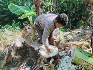 Viral Warga Sikka Minum Air dari Batang Pisang karena Kekeringan, Ini Kata Kades